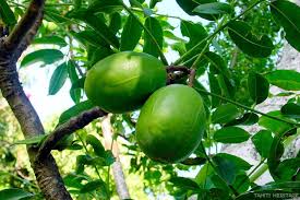 Le Pommier Cythere Spondias Dulcis Est Un Arbre Indigene De Polynesie C Est L Un Des Rares Arbres A Feuilles Caduques De Nos Iles Qui Perd Ses Feuilles En S
