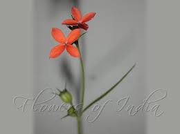 Image result for Kohautia cynanchica