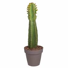 Image result for Euphorbia ingens