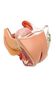 It is a canal which joins the cervix to the external portion of the body. Walter Products B10445 Female Genital Model Life Size 4 Parts Amazon Com Industrial Scientific