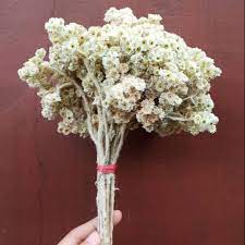 Bungaedelweis tagged media on instagram. Bunga Edelweiss Lawu Putih Bunga Edelweis Bunga Kering Bunga Rustic Shopee Indonesia
