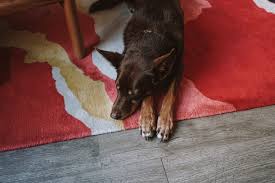 A portrait of your best friend! Loosen The Leash With Dog Friendly City Activities This Summer Ovolo Hotels