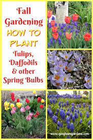 Planting Bulbs In The Fall For Amazing Spring Flowers How To Plant Tulips Daffodils Other Spring Bu Fall Bulb Planting Planting Tulips Spring Garden Flowers
