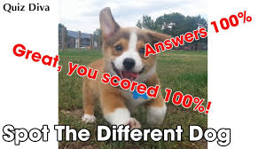 Animals are commonly called only one collective name without any clear distinction. Spot The Different Dog Quiz Answers 100 Quiz Diva Youtube