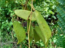 Image result for Caesalpinia sappan