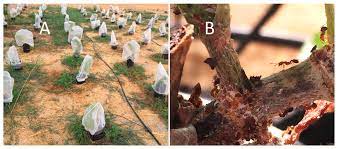 Where external contractors are required, central districts pest control will work alongside doc, and have a number of private landowner clients. Insects Free Full Text Identification Of Vitis Cultivars Rootstocks And Species Expressing Resistance To A Planococcus Mealybug Html