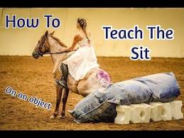 How To Teach Your Horse To Sit On A Beanbag In Hand Youtube With Images Teaching Horse Training Horses