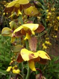 Image result for Eulophia streptopetala