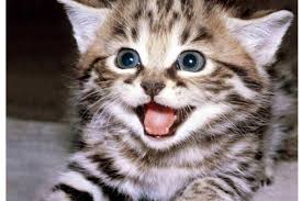 En Guzel Kedi Isimleri Disi Ve Erkek Teknozum Cute Kittens Yavru Kediler Kedi