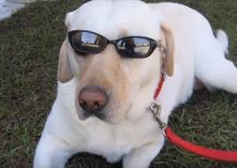 Iconic Rasing Canes Mascot, Raising Canes II, Dies