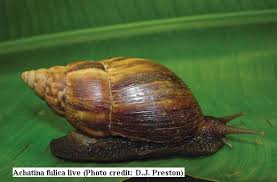 Image result for snails