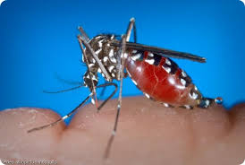 Centers for disease control and prevention. West Nile Virus Symptoms Risk Treatment