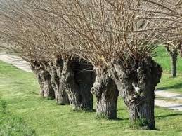 Pour La Taille En Tetard Des Que L Arbre A Atteint Un Diametre D Environ 5 Cm On Coupe La Tige Principale En Hiver Arbre Arbres Remarquables Couper Un Arbre