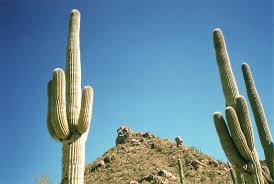 Cactus, cactus, cactus en arizona cactus, cactus, cactus en arizona et la douceur à l'intérieur. Saguaro Wikipedia A Enciclopedia Livre