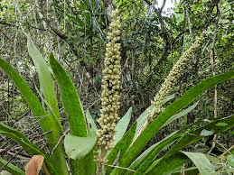 What Did The Mayans Eat What About Bromeliad Fruit