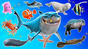 Learn Sea Animals Names And Sounds Real Sea Animals For Kids Animals For Kids Sea Animals Animals