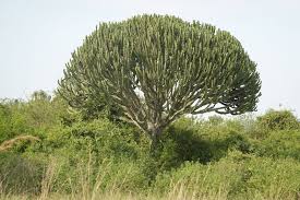 Image result for Euphorbia ingens