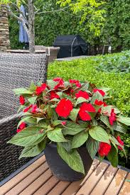 Image result for Impatiens shirensis