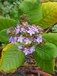 Image result for Wigandia urens