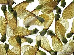 Maple Seeds Royalty Free Stock Photography Image 3014657 Seeds Seed Pods Nature Plants