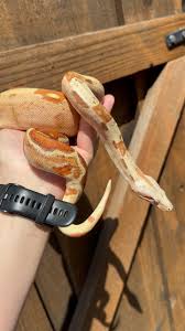 Image result for Pycreus sp.no.1