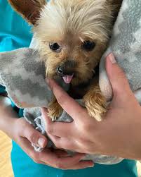 Thank you Scruffy Butt's Pet Spa Haley Boone for keeping our pups so well  groomed!! ❤️🐕🐾 #mrluckydogssanctuary #cj #carrie #happy #pups #seniordog  #seniordoglove #seniordoglovers #seniordogsanctuary #doggrooming #best  #doggroomer #squeakyclean ...