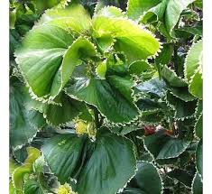 Image result for Acalypha fruticosa
