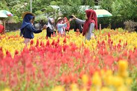 Bunga mulai bersemi di kampung jambu kaduhejo pandeglang berita. Pengalaman Mengunjungi Taman Bunga Celosia Di Aceh Jaya