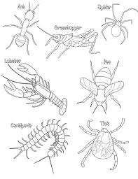 Arthropods Arthropods Activity Insect Coloring Pages Arthropods