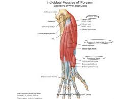 Muscles of the ant/ventral forearm: Extensor Tendons Injury And Deformity