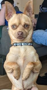 Introduction of rescue Chihuahua Dobbie in I Love Chihuahua group