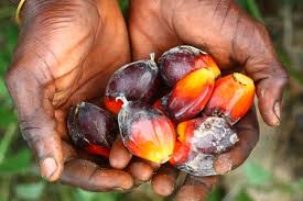 About palm oil benefits nutritional benefits of palm oil palm oil health benefits and risks palm oil uses palm oil side effects palm oil cultivation palm oil helps to improve hair growth. Benefits Of Palm Kernel Oil And Its Dangers What Dominates Jiji Blog