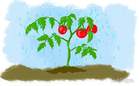 watering tomatoes when how often how much 5 pro tips