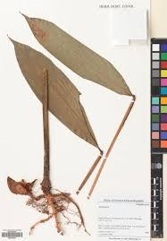 Image result for Aframomum polyanthum