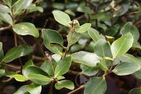 Image result for Avicennia marina