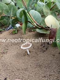 Image result for Aneilema arenicola