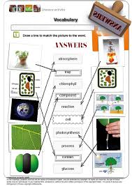 Pre Teach Key Vocabulary For Photosynthesis Answer Sheet Science Resources Photosynthesis Literacy Activities