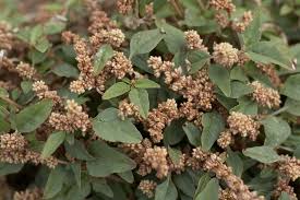 Image result for Amaranthus deflexus