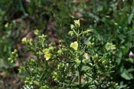 In the dog days of summer, the flower beds may be looking a little tired. Scientist Explores How Flowers Lock In Long Term Soil Health After A Fire