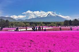Haideti Cu Mine In Japonia La Sarbatoarea Florilor Din Mai 2016 Razvan Pascu