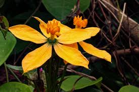 Image result for Cogniauxia