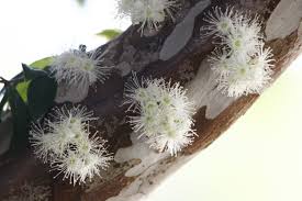 Image result for jabuticabeira em flor