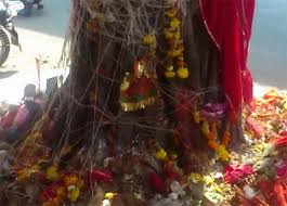 Women pray for the prosperity and. Vat Purnima Vrat A Traditional Festival à¤¸ à¤µ à¤¤ à¤° à¤¨ à¤ª à¤œ à¤¥ à¤µà¤Ÿ à¤µ à¤• à¤· à¤¯à¤® à¤• à¤² à¤Ÿ à¤¨ à¤ªà¤¡ à¤¥ à¤ªà¤¤ à¤• à¤ª à¤° à¤£ Patrika News
