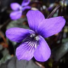 Pin On Nature Flowers