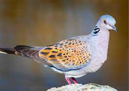 European Turtle Dove Streptopelia Turtur