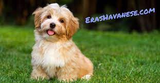Please allow our many years. Find The Best Havanese Breeders With Puppies For Sale In All 50 States