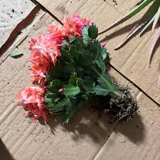 Image result for Momordica boivinii