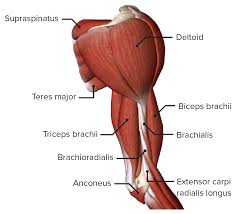 Human muscle chart, upper arm muscle diagram, pin by on 072 anatomy human, list of skeletal muscles of the human body wikipedia, trigger points arms and legs laminated chart. Arm Anatomy Video Lecturio Medical