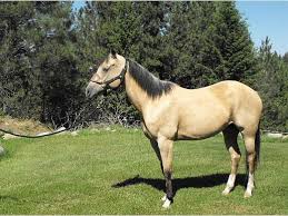 Sold sold sold beautiful buckskin stallion with dorsal stripe and leg barri. Beautiful Buttermilk Buckskin Paint Horse For Sale In Sedro Woolley Wa