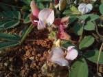 Image result for Tephrosia nyikensis